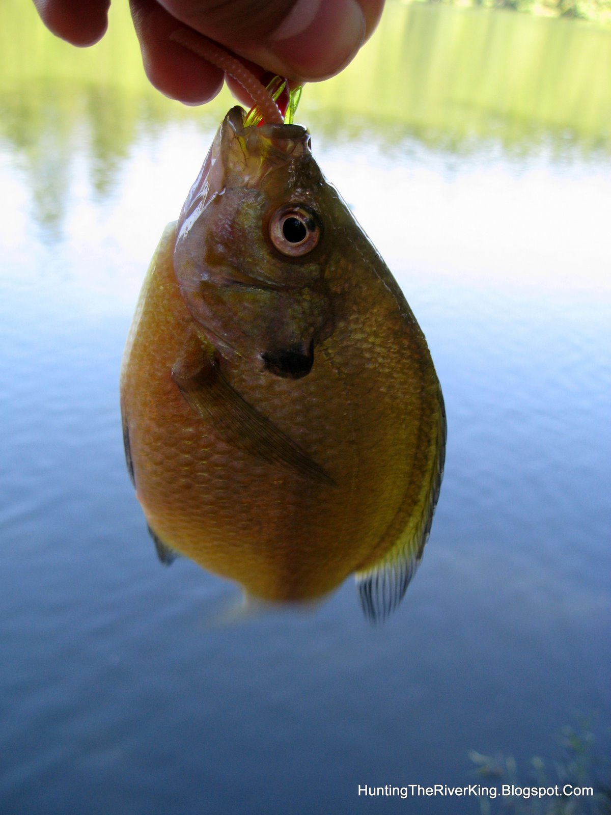 Round Lake Washington Sunfish Fishing Hunting the River King