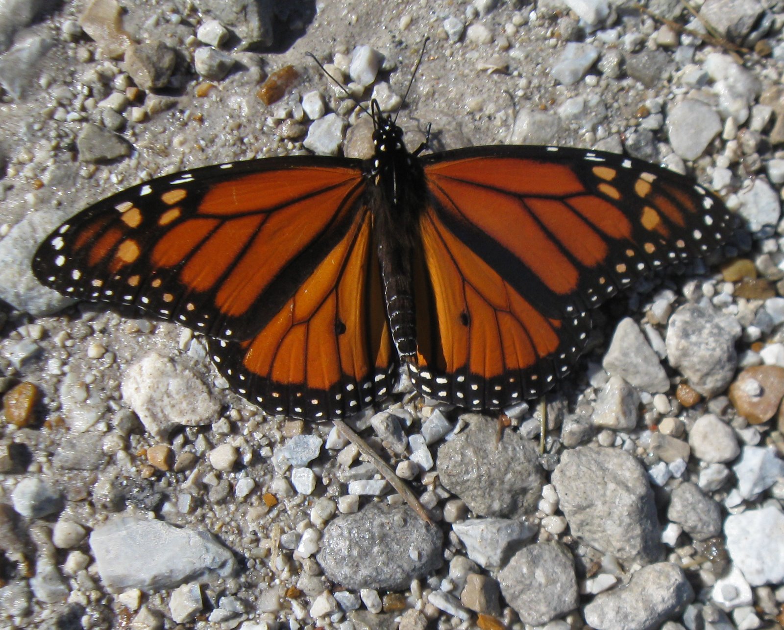 Mississippi McGyver Fall Butterflies