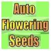 Auto-Flowering Seeds