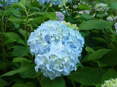 The Ultimate Hoya Care Guide Homestead Brooklyn