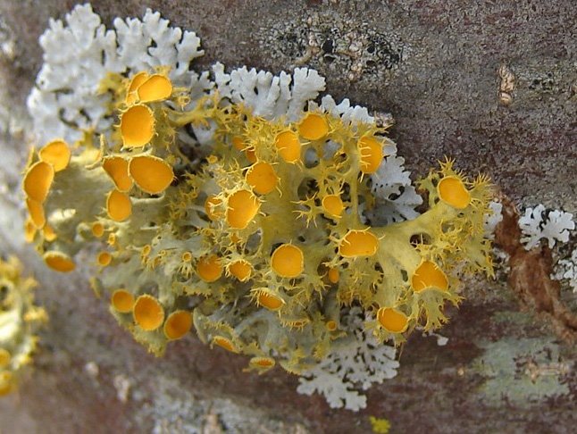 [lichen-flower2.jpg]