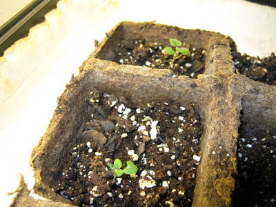 Catnip Seedlings