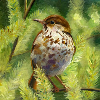 Alyssa's Painting a Day: hermit thrush