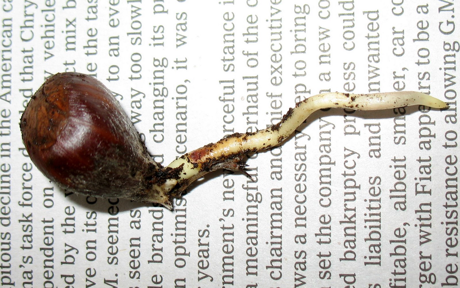 [chestnutrootlet.jpg]