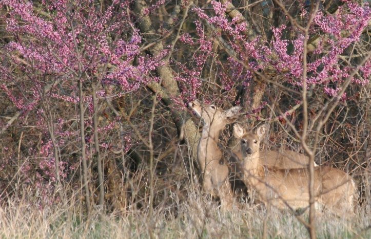[deer+eating+flowers_042308.jpg]