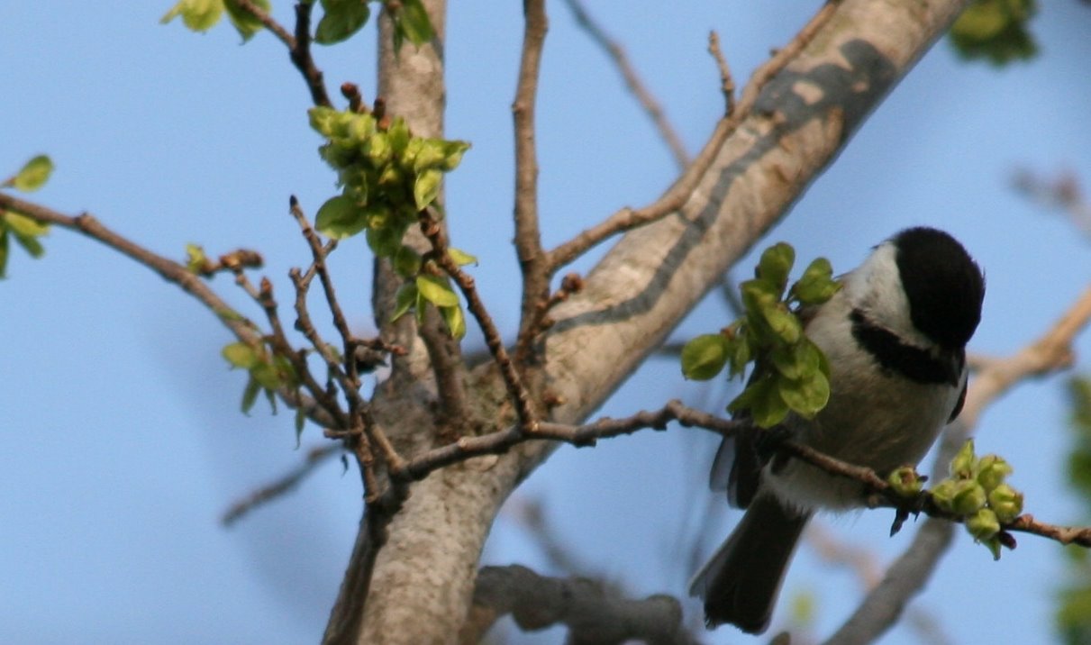 [chickadee_042308.jpg]