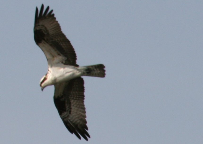 [osprey+flying_042308.jpg]