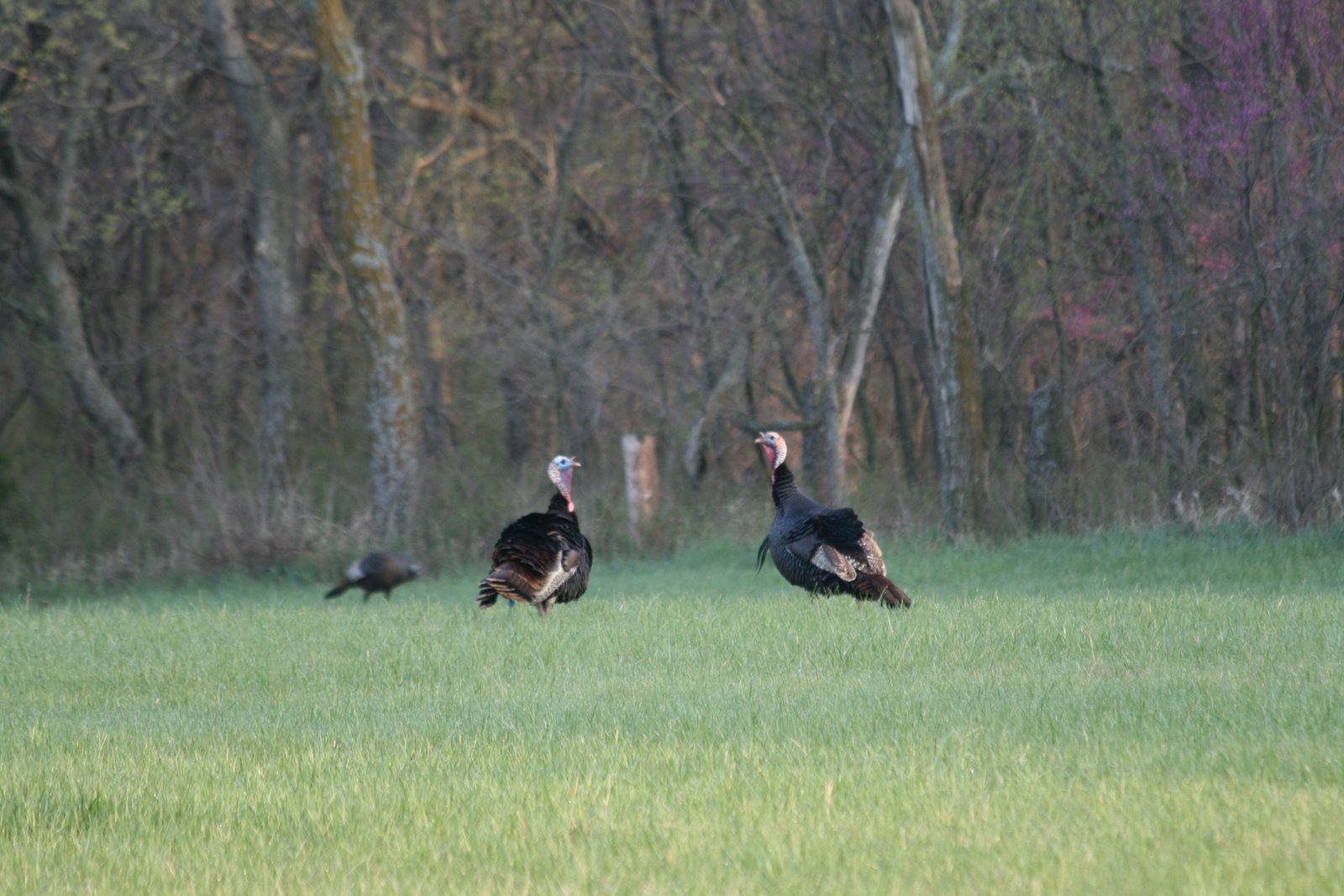 [WildTurkeys.JPG]