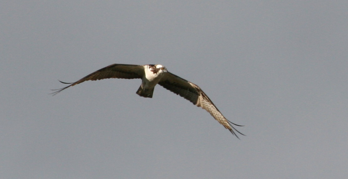 [Osprey2.jpg]
