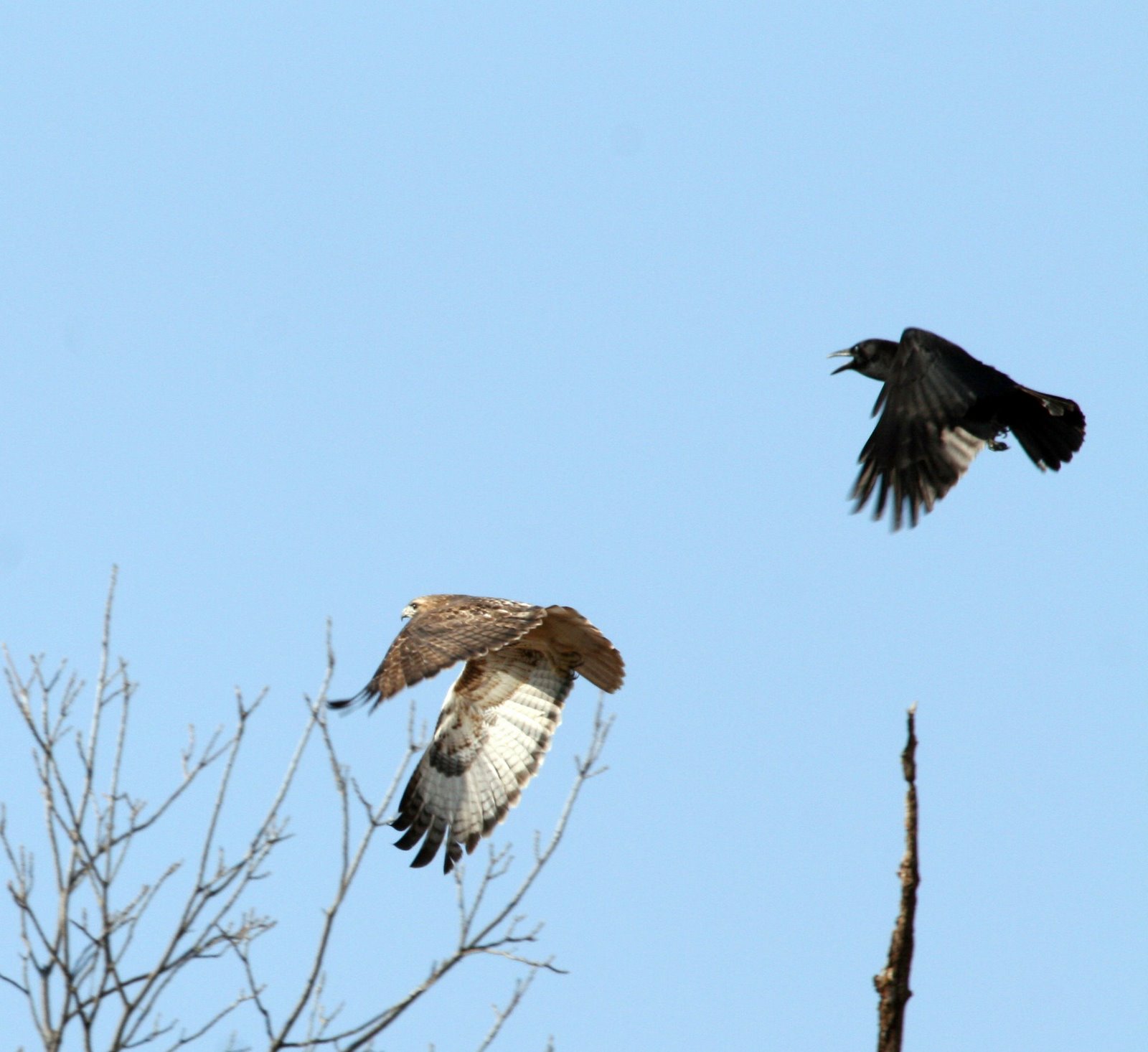 [CrowChasesHawk.jpg]