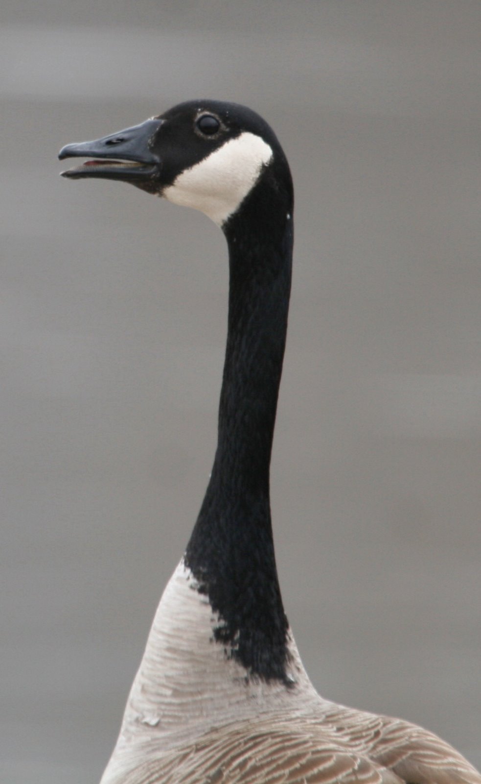 [Goose.jpg]