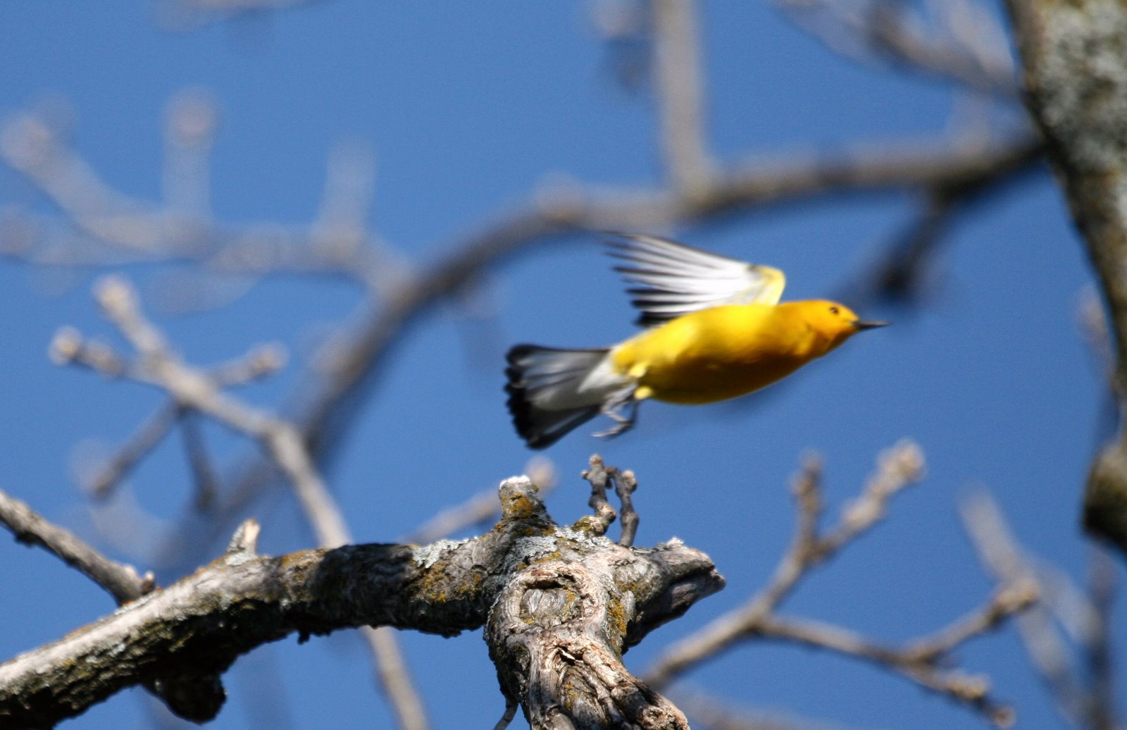 [WarblerTakeOff.jpg]