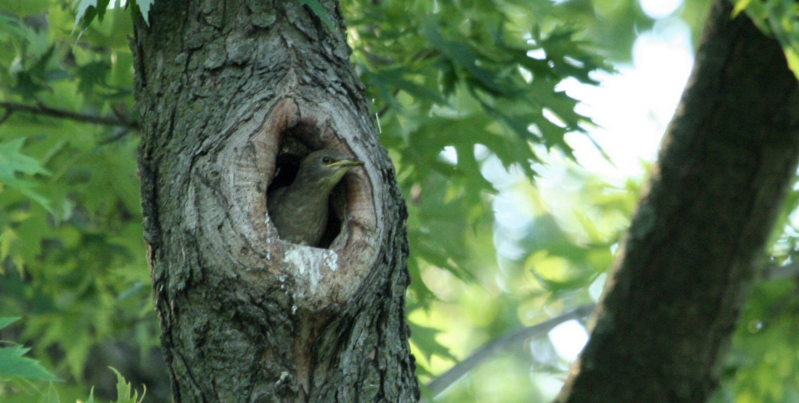 [babystarlings1.jpg]