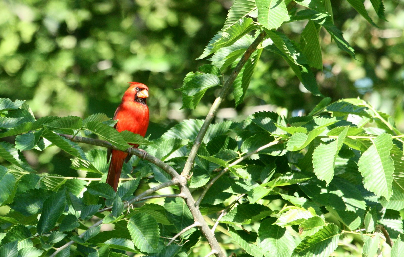 [mrwhiteheadedcardinal.jpg]