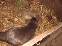 Zephyr with cubs aged 4 weeks