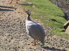 Lavender Guinea Fowl