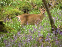 Muntjac Deer