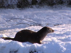 Harriet enjoying the snowy conditions