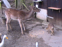 Little and Large