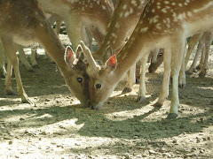 Fallow Deer