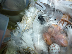 Swallow chicks 2 days old