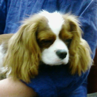 [Foto0258A-776635.jpg]