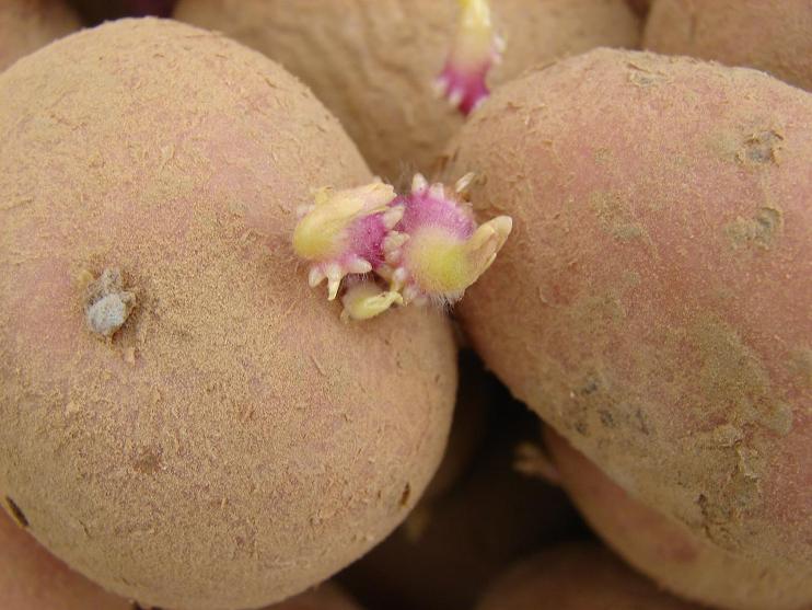 [Candoz_Mar07_Batatas_LG_DSC04343.JPG]