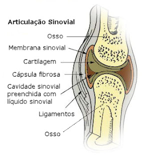 Artrite reumatóide - Sinóvia