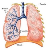 pulmão - anatomia