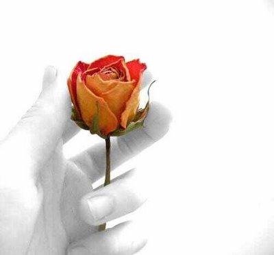 [flor.bmp]