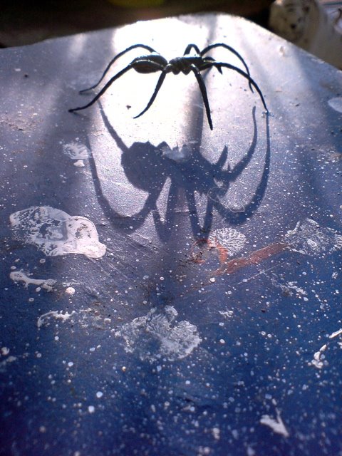 [spin]