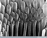 Hair cells in Human Ear