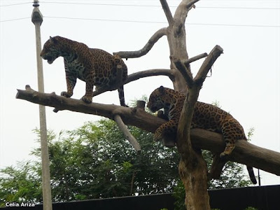 parque-de-leyendas