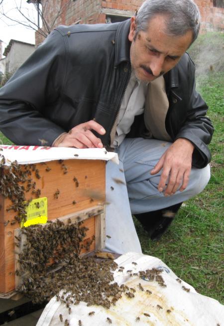 [arÄ±larveben.JPG]