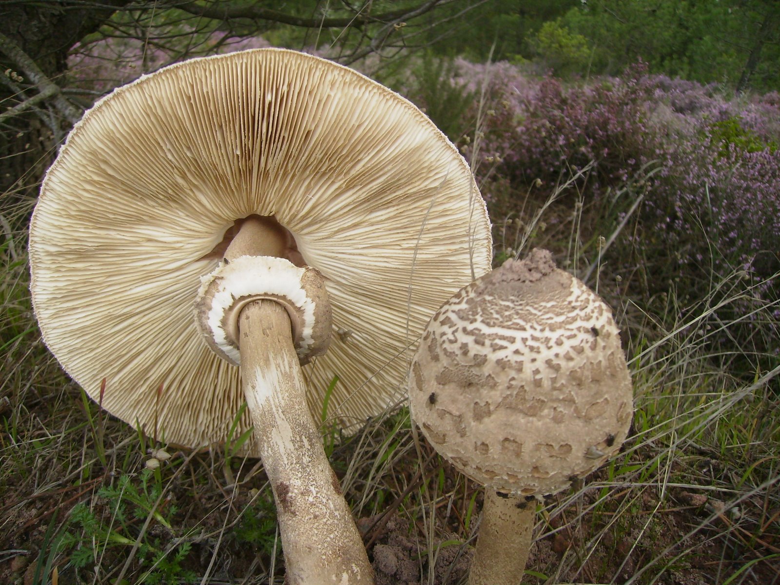 [PA160098.JPG]