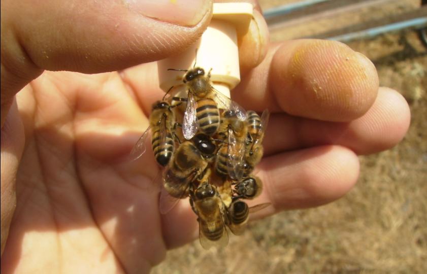 [erkekmanitapesinde.JPG]