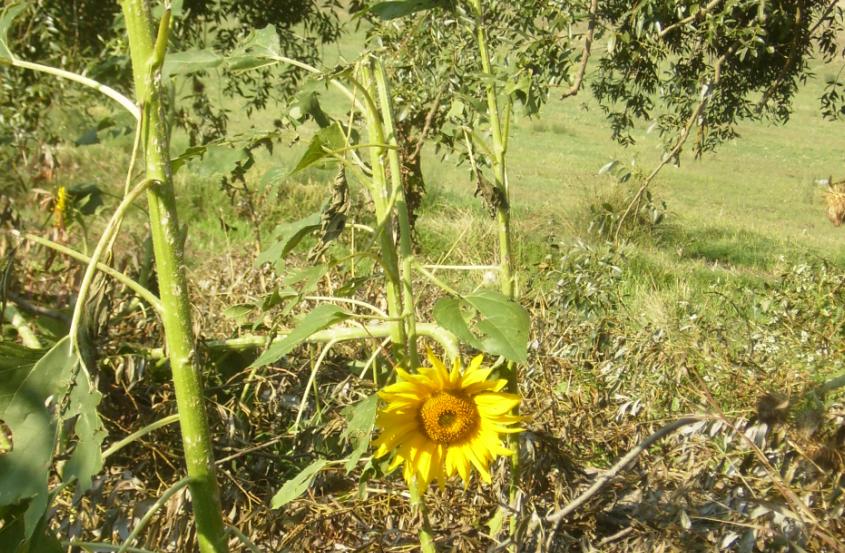 [11temmuz200902.JPG]
