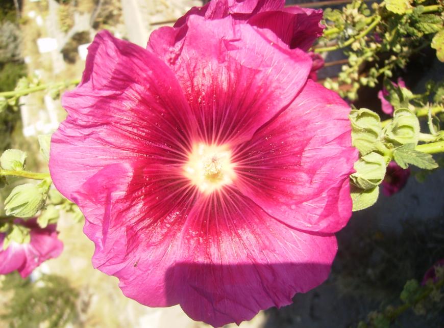 [2009eylul25nigdeborbalcikoyu.JPG]