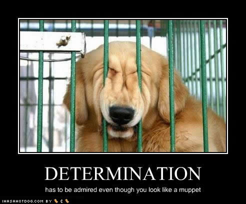 funny-dog-pictures-determination-muppet.jpg