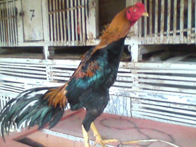 Klayu Mycity Ayam Bangkok Klayu Mycity Ayam Bangkok