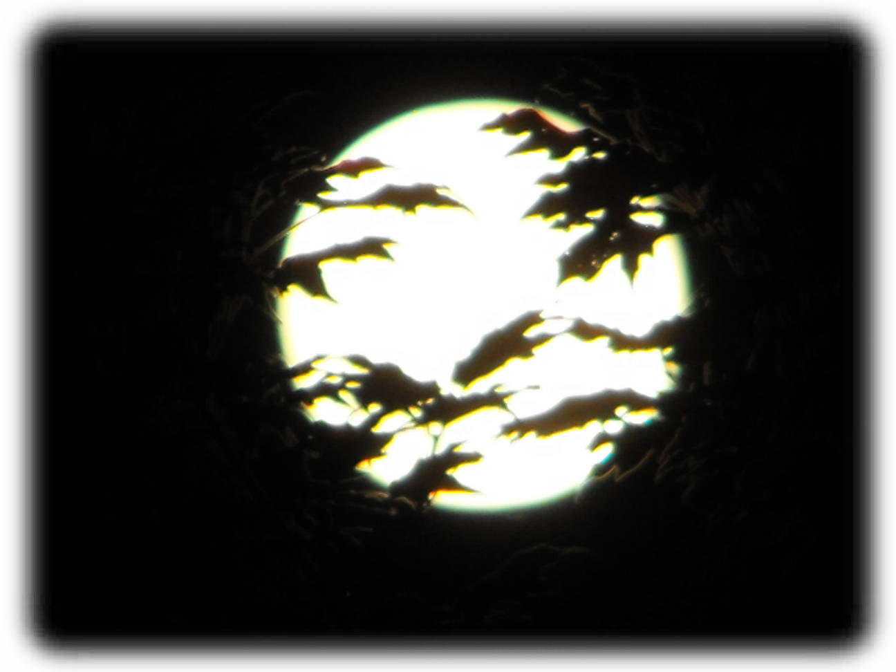 sawdust and dirt waxing moon patterns
