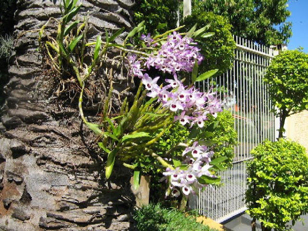 minhas Orquídeas