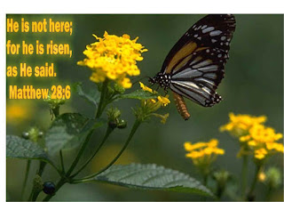 Beautiful butterfly on yellow flowers and letters with Matthew 28:6 verse He is not here, he has risen, just as he said photo