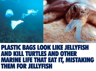 Solution to plastic pollution essay picture