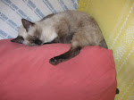 Nikita