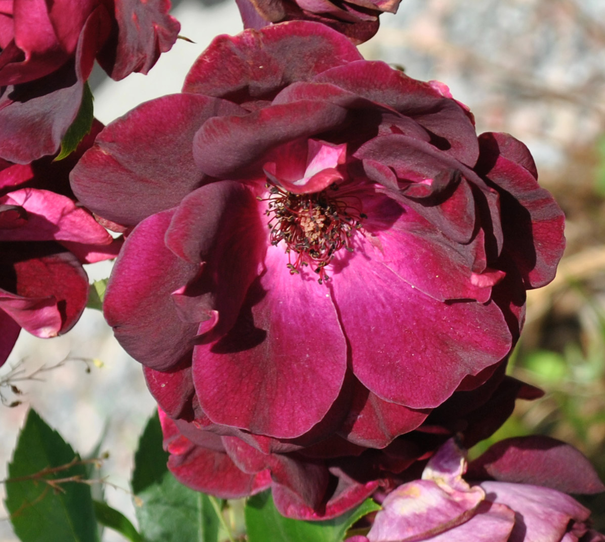 [i+tradgarden+20090829-10.jpg]