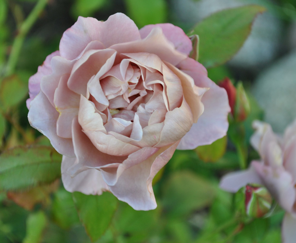 [i+tradgarden+20090829-15.jpg]