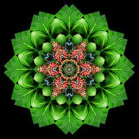 Mandala verde