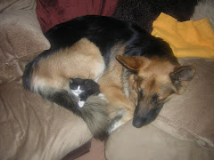 Bailey With Our Kitten