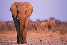 BBC Radio 4 programme about elephants